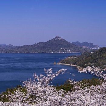 開山公園（桜）K4