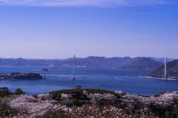 開山公園（桜）と多々羅大橋K