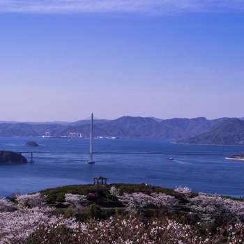 開山公園（桜）と多々羅大橋K