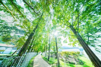 タオル美術館　メタセコイヤ　B