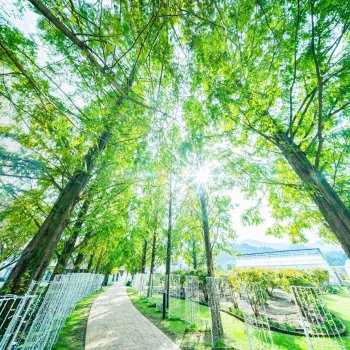タオル美術館　メタセコイヤ　B