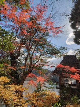 晩秋・龍田の楓（臥龍山荘 不老庵）