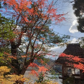 晩秋・龍田の楓（臥龍山荘 不老庵）