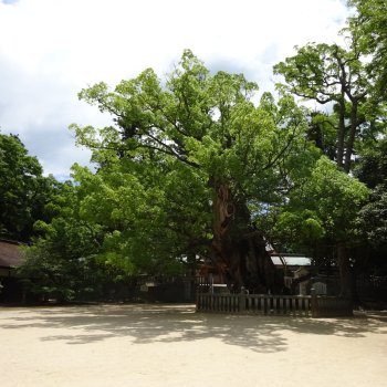 大山祇神社　小千命御手植の楠（天然記念物）1