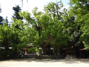 大山祇神社　小千命御手植の楠（天然記念物）2
