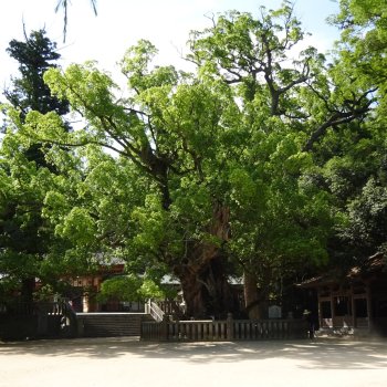大山祇神社　小千命御手植の楠（天然記念物）2