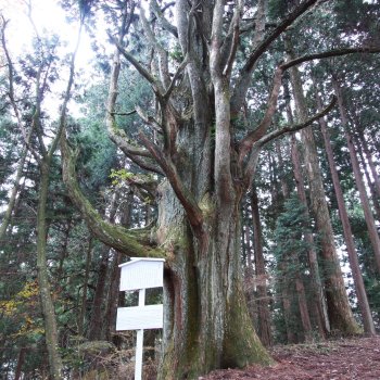 高縄山