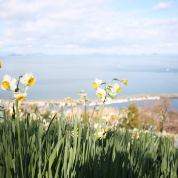 双海下灘水仙畑