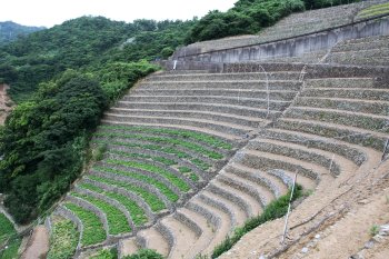 遊子水荷浦の段畑8